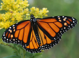 Monarch Monarch